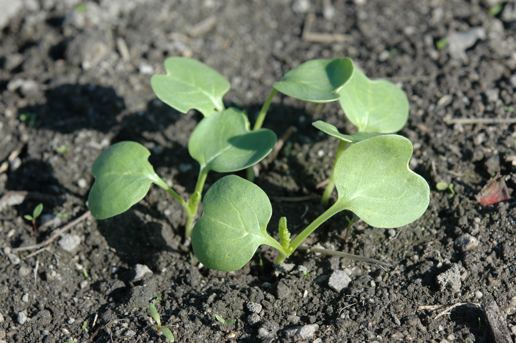 ワードプレスのアップロード画像